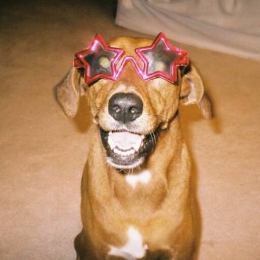 Smiling, a brown dog wears bright pink star-shaped sunglasses.